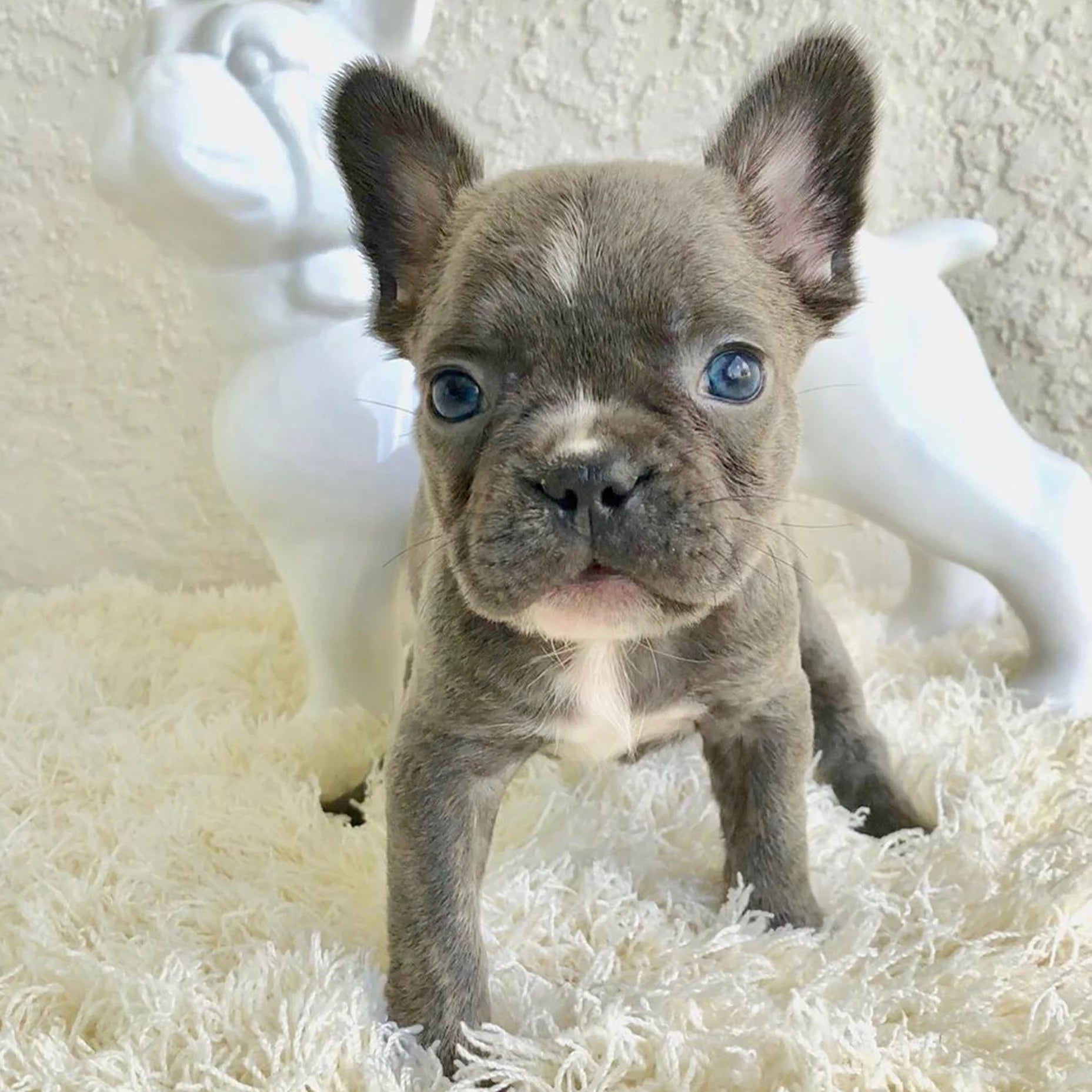 Irresistible Charm of French Bulldogs